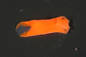 Media type: image;   Malacology 385571